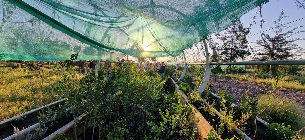 Un taller para descubrir las plantas silvestres comestibles que crecen en el Bosque